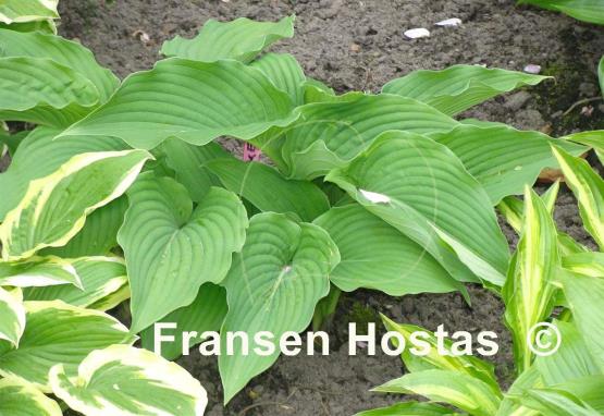 Hosta Duke